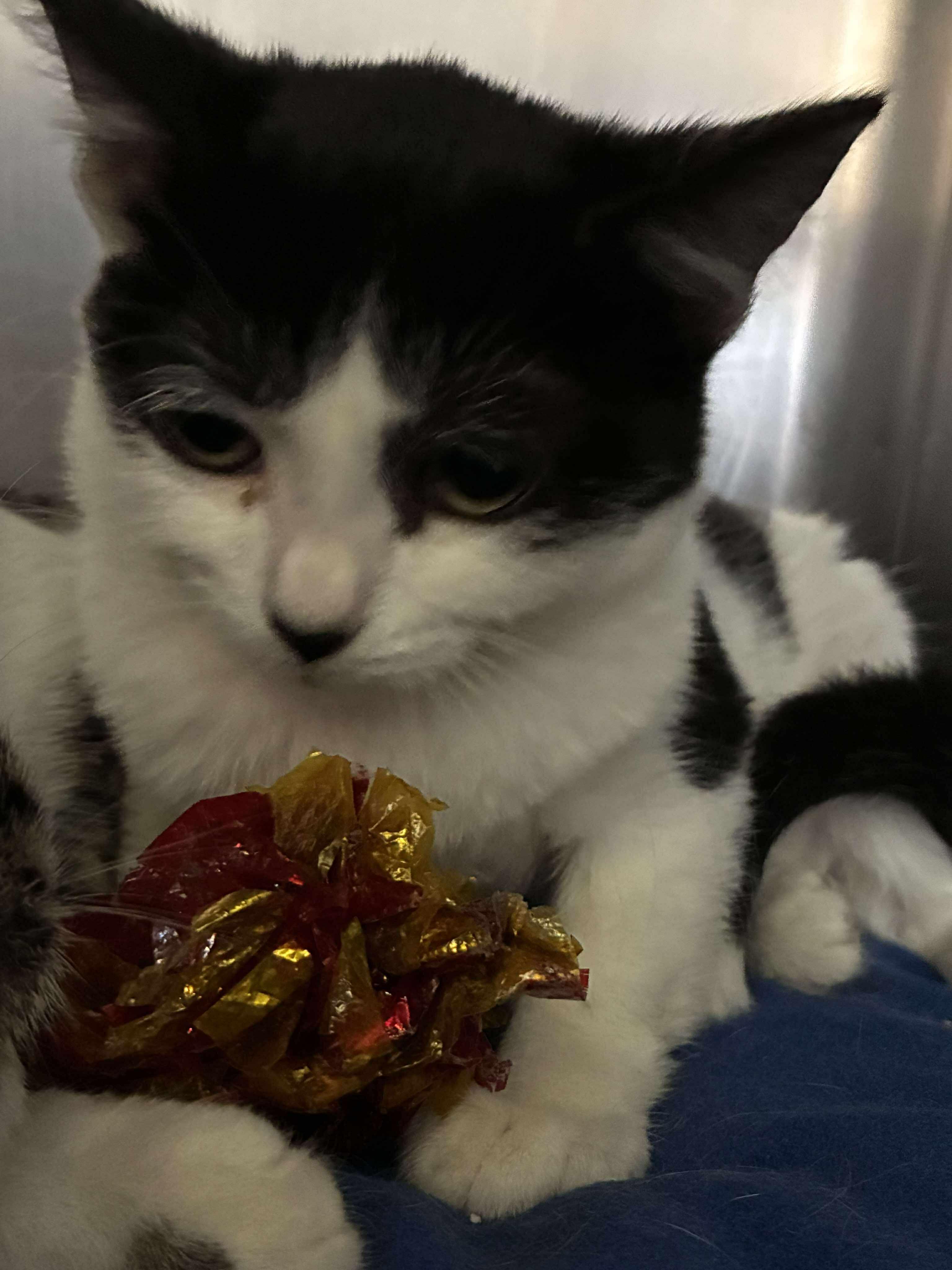 Jersey, a Adoptable mixed breed in Petersburg, IL image 3/4