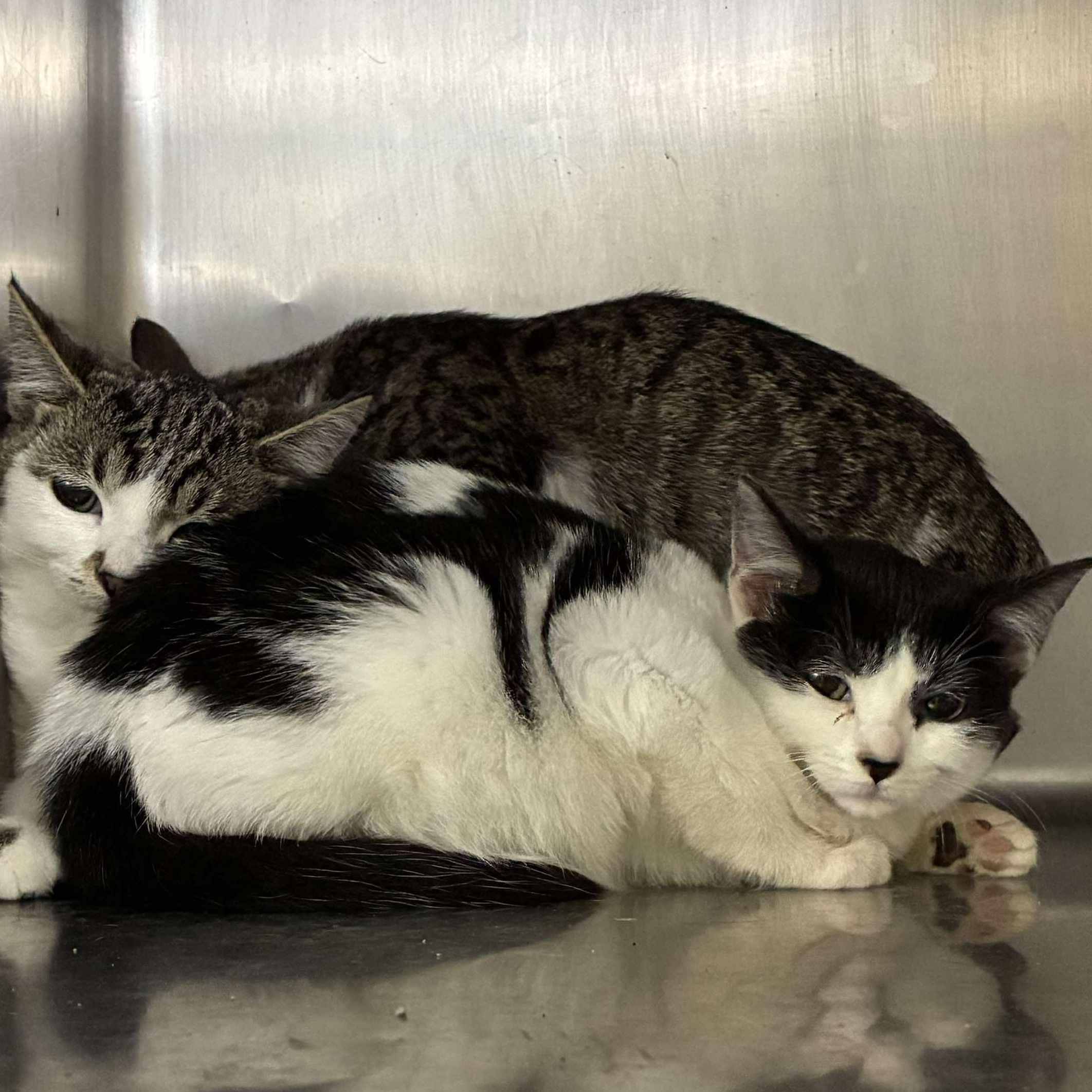 Jersey, a Adoptable mixed breed in Petersburg, IL image 4/4