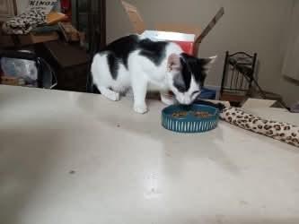 Moo, Adoptable, Kitten Male Domestic Short Hair.