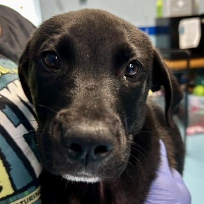 Jet, Adoptable, Young Male Mixed Breed.
