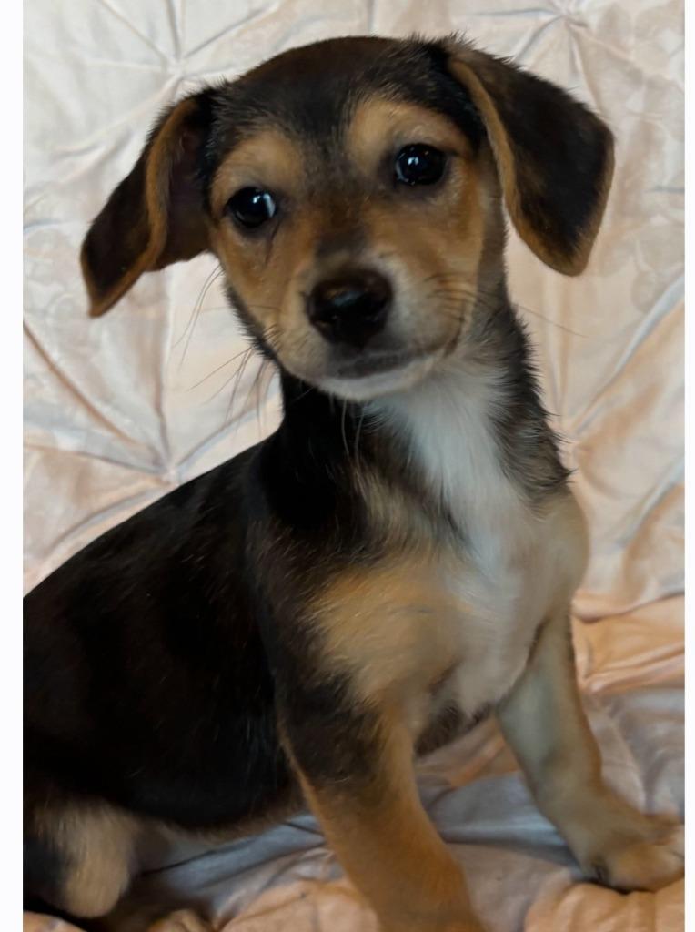 Seven, Adoptable, Puppy Female Chihuahua & Beagle.