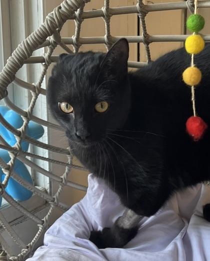 Jinx — thumbnail 2