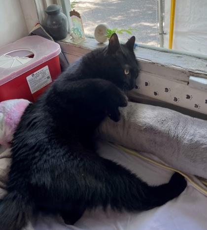 Jinx — thumbnail 3