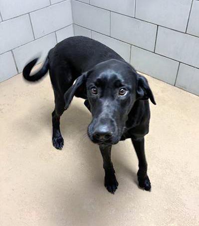 Enlarge Palmer, an adopted Mixed Breed in Nashville, TN image 1/1