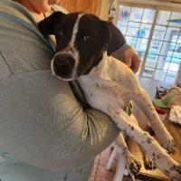 Enlarge Keroppi, a ADOPTABLE mixed breed in Sturbridge, MA image 1/1