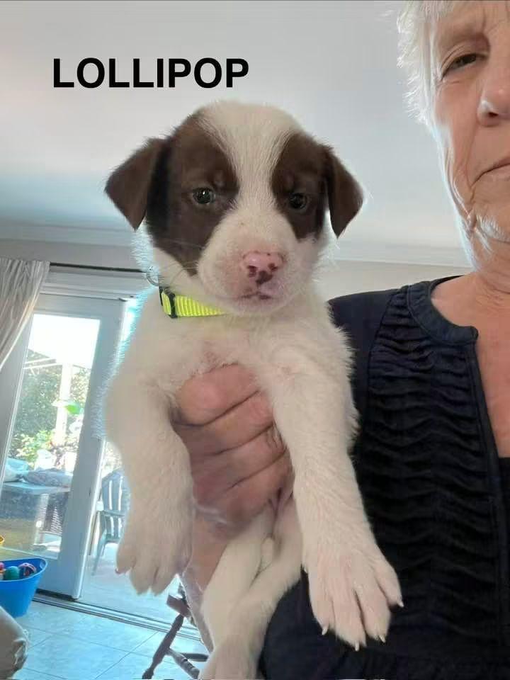 Lollypop, Adoptable, Puppy Female American Foxhound & English Springer Spaniel.