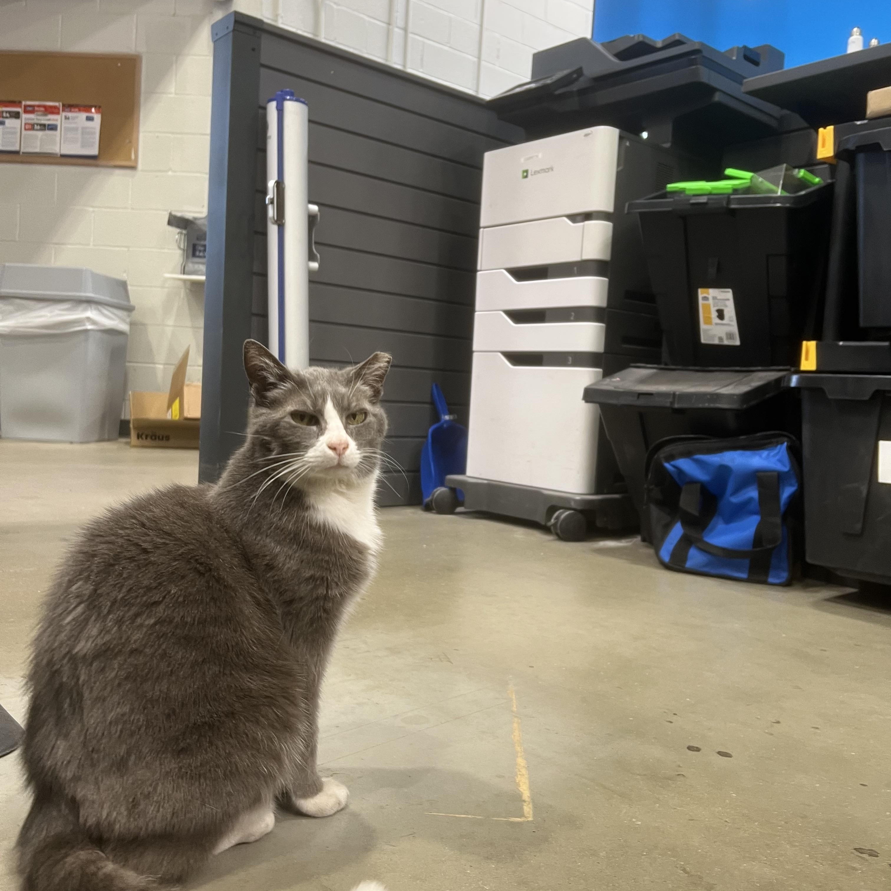 Enlarge Violet - FROM THE AISLES OF LOWE’S TO YOUR WARM & LOVING HEART!, a ADOPTABLE American Shorthair in Bristow, VA image 2/3