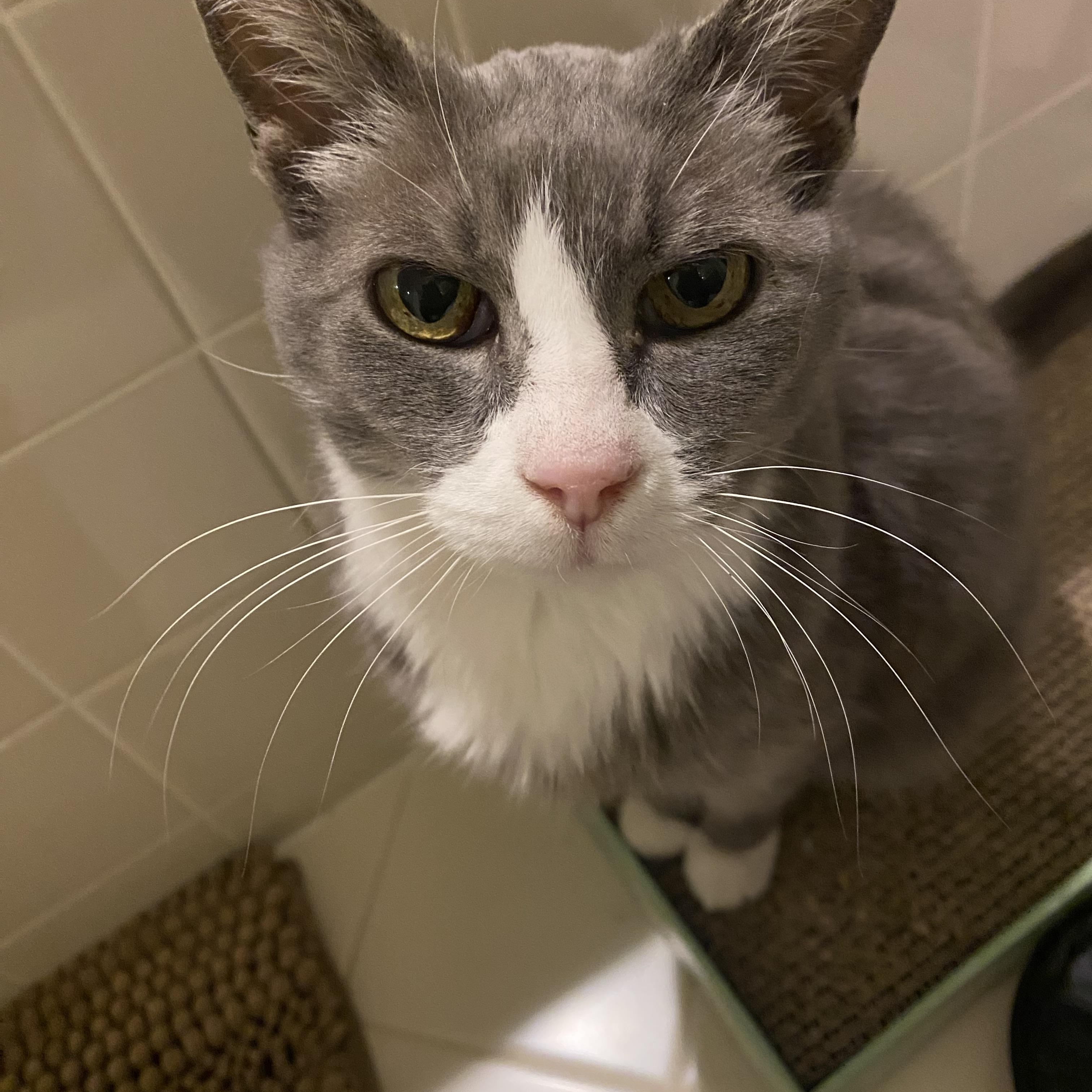 Enlarge Violet - FROM THE AISLES OF LOWE’S TO YOUR WARM & LOVING HEART!, a ADOPTABLE American Shorthair in Bristow, VA image 1/3