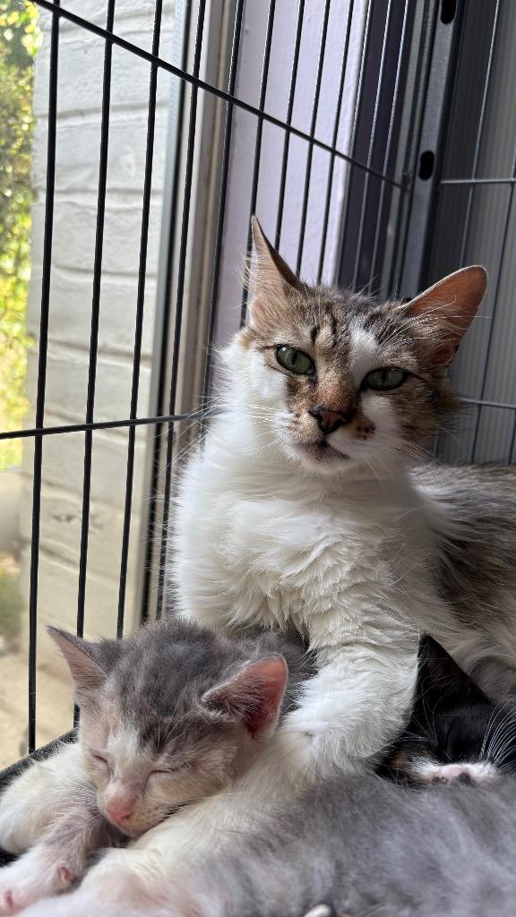 Enlarge Penny Lola, a Adoptable Domestic Long Hair in Lewisville, TX image 1/6