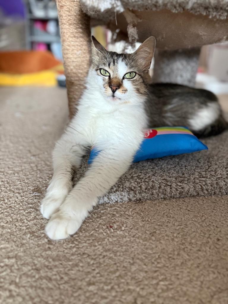 Enlarge Penny Lola, a Adoptable Domestic Long Hair in Lewisville, TX image 2/6