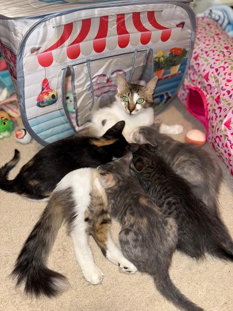 Enlarge Penny Lola, a Adoptable Domestic Long Hair in Lewisville, TX image 3/6