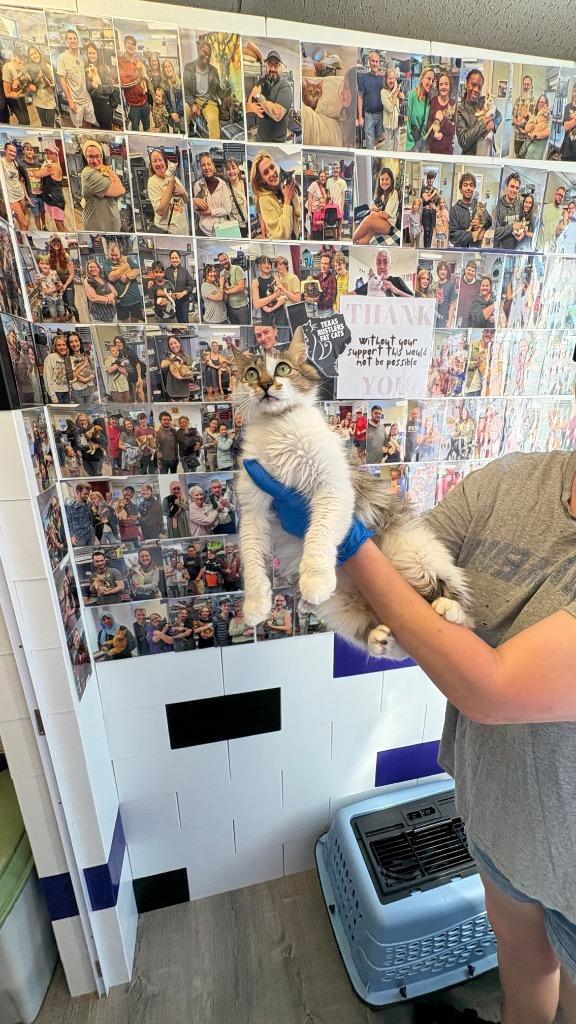 Enlarge Penny Lola, a Adoptable Domestic Long Hair in Lewisville, TX image 4/6