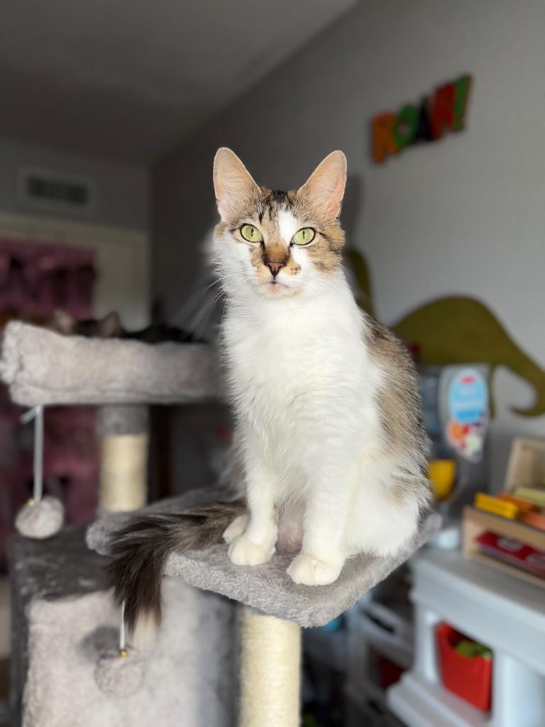 Enlarge Penny Lola, a Adoptable Domestic Long Hair in Lewisville, TX image 5/6