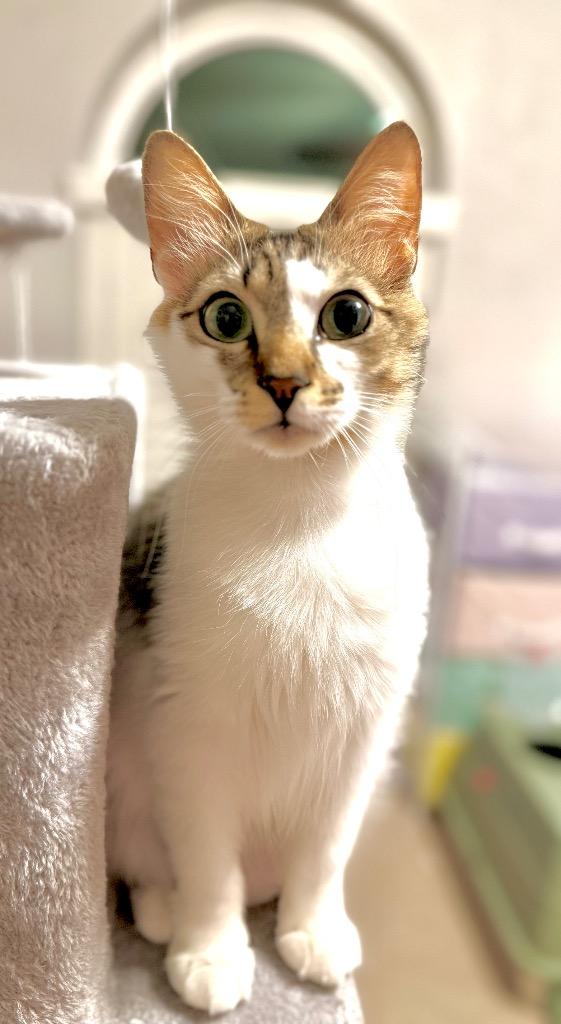 Enlarge Penny Lola, a Adoptable Domestic Long Hair in Lewisville, TX image 6/6