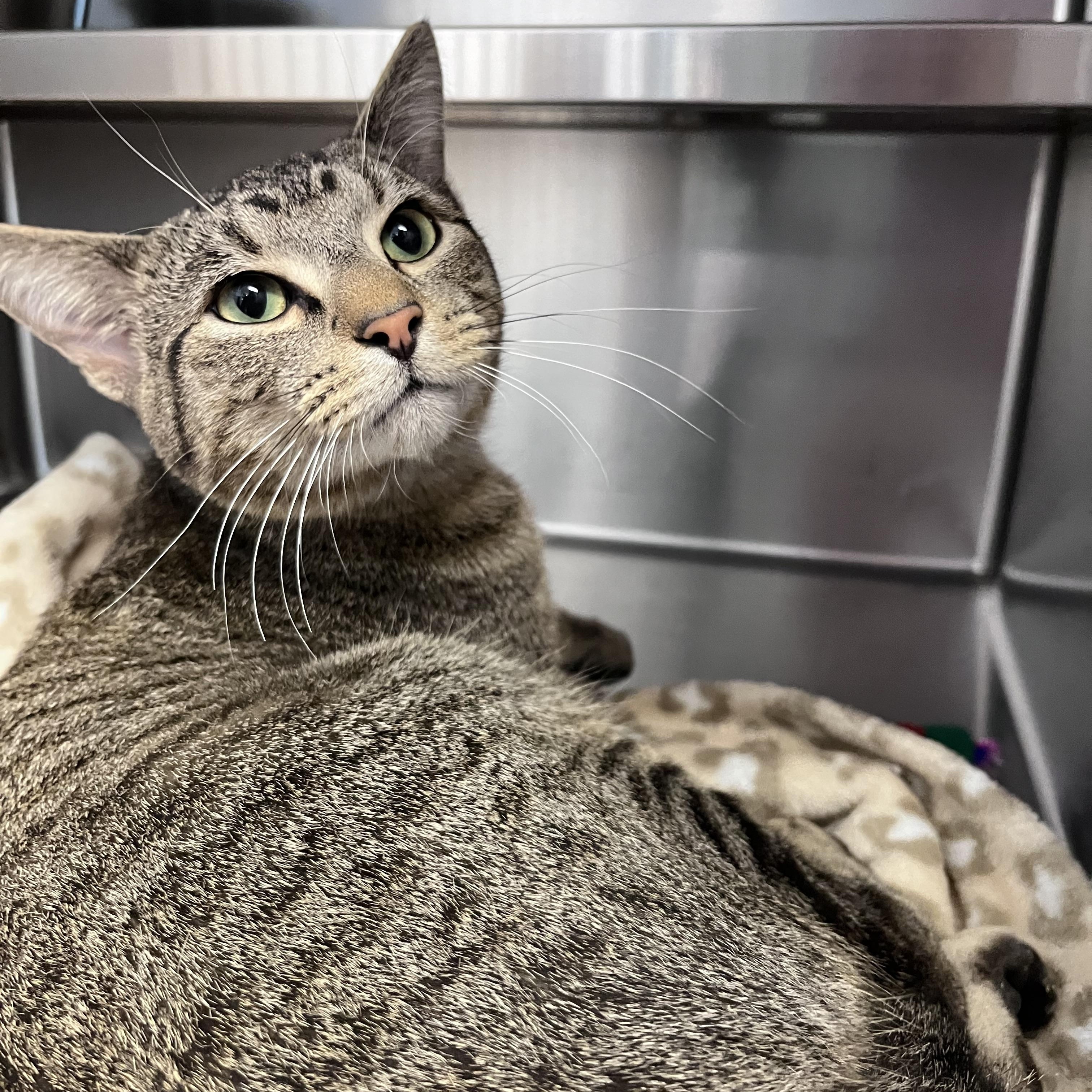 Enlarge Potato, a ADOPTABLE Domestic Short Hair in Liberty, MO image 1/1