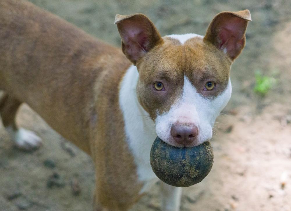 Enlarge Carmella, a Adoptable mixed breed in Reidsville, NC image 1/6