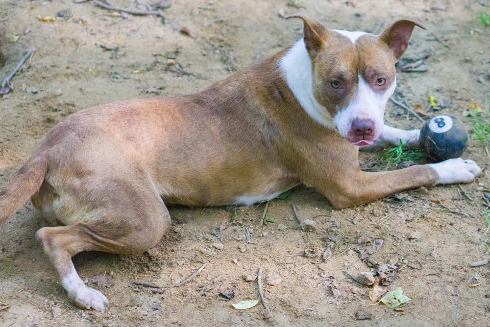 Enlarge Carmella, a Adoptable mixed breed in Reidsville, NC image 2/6