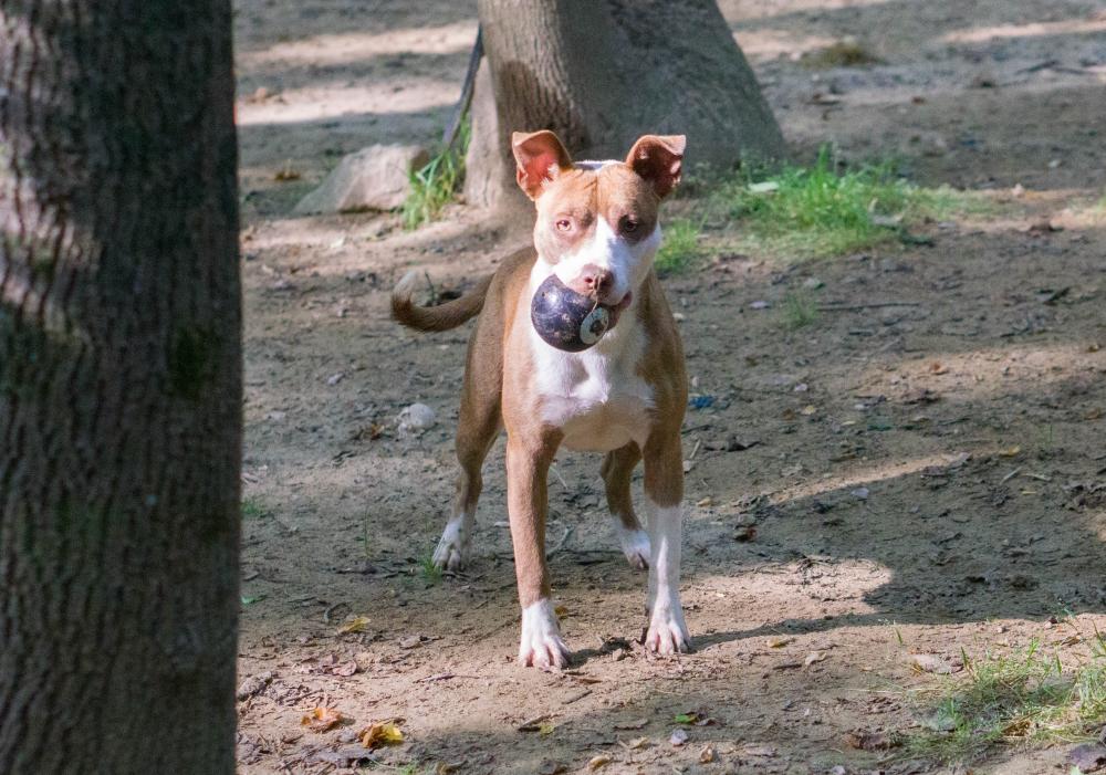 Enlarge Carmella, a Adoptable mixed breed in Reidsville, NC image 3/6