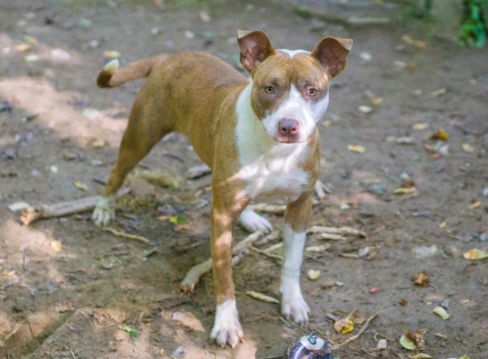 Enlarge Carmella, a Adoptable mixed breed in Reidsville, NC image 4/6