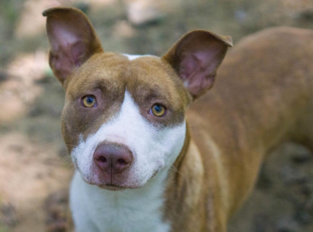 Enlarge Carmella, a Adoptable mixed breed in Reidsville, NC image 5/6