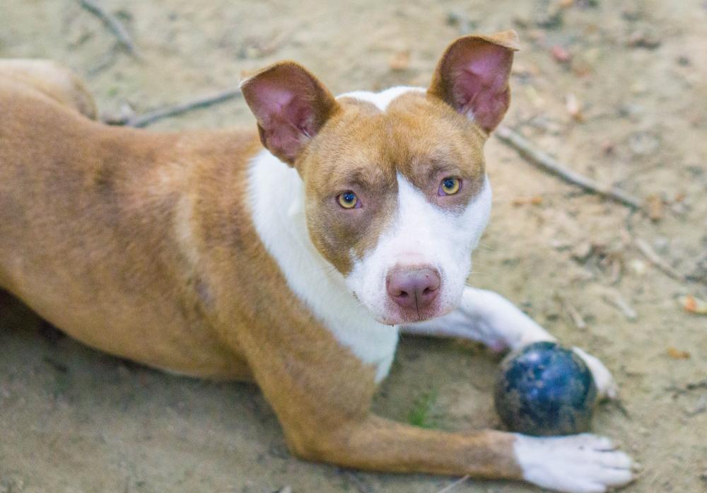 Enlarge Carmella, a Adoptable mixed breed in Reidsville, NC image 6/6