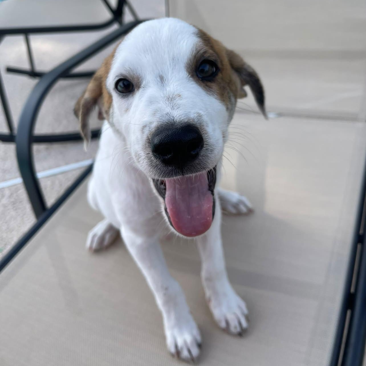 Enlarge Clove, a Adoptable mixed breed in Cheyenne, WY image 1/4