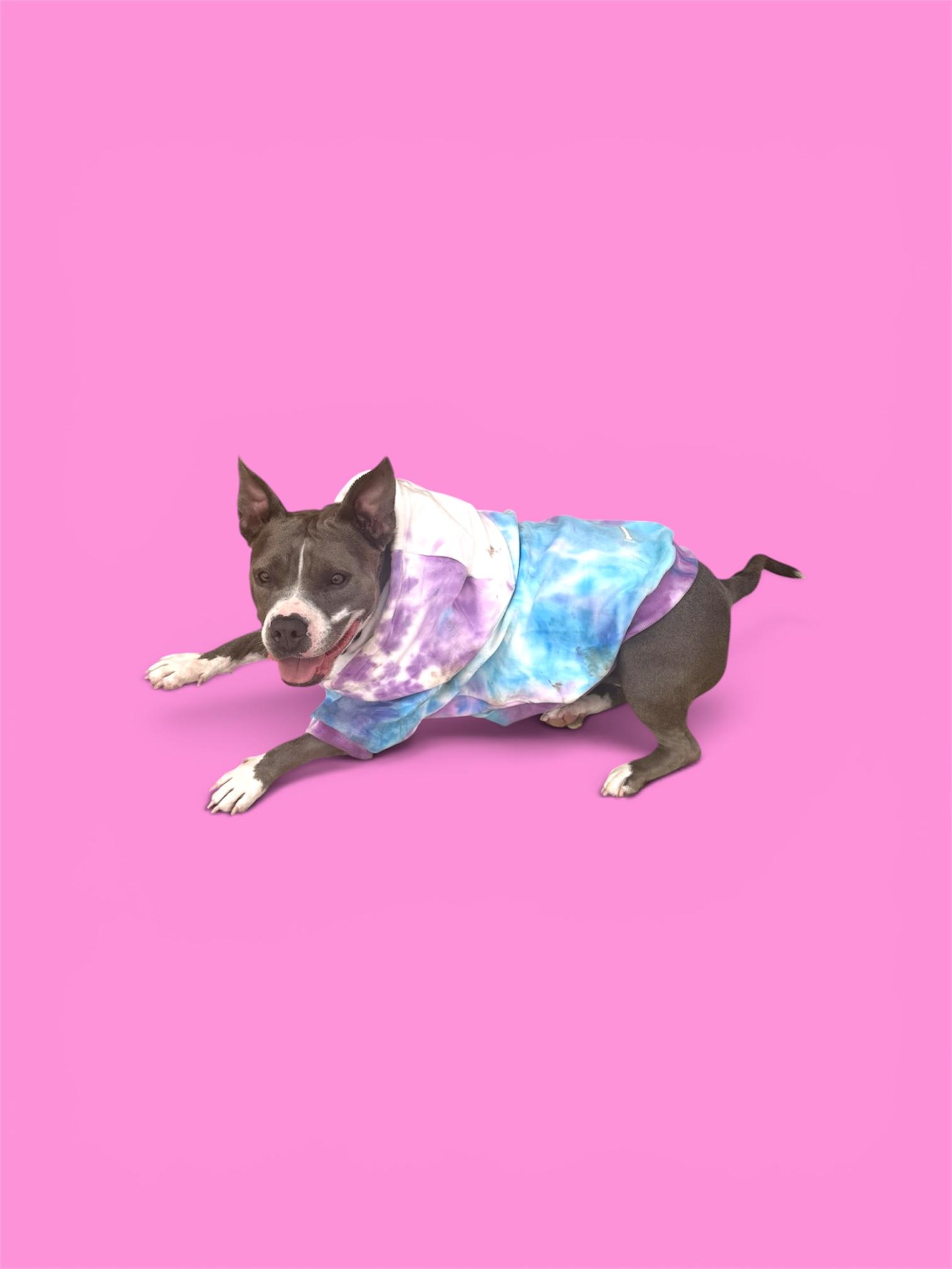 Enlarge Lila, a ADOPTABLE American Staffordshire Terrier in El Paso, TX image 2/6