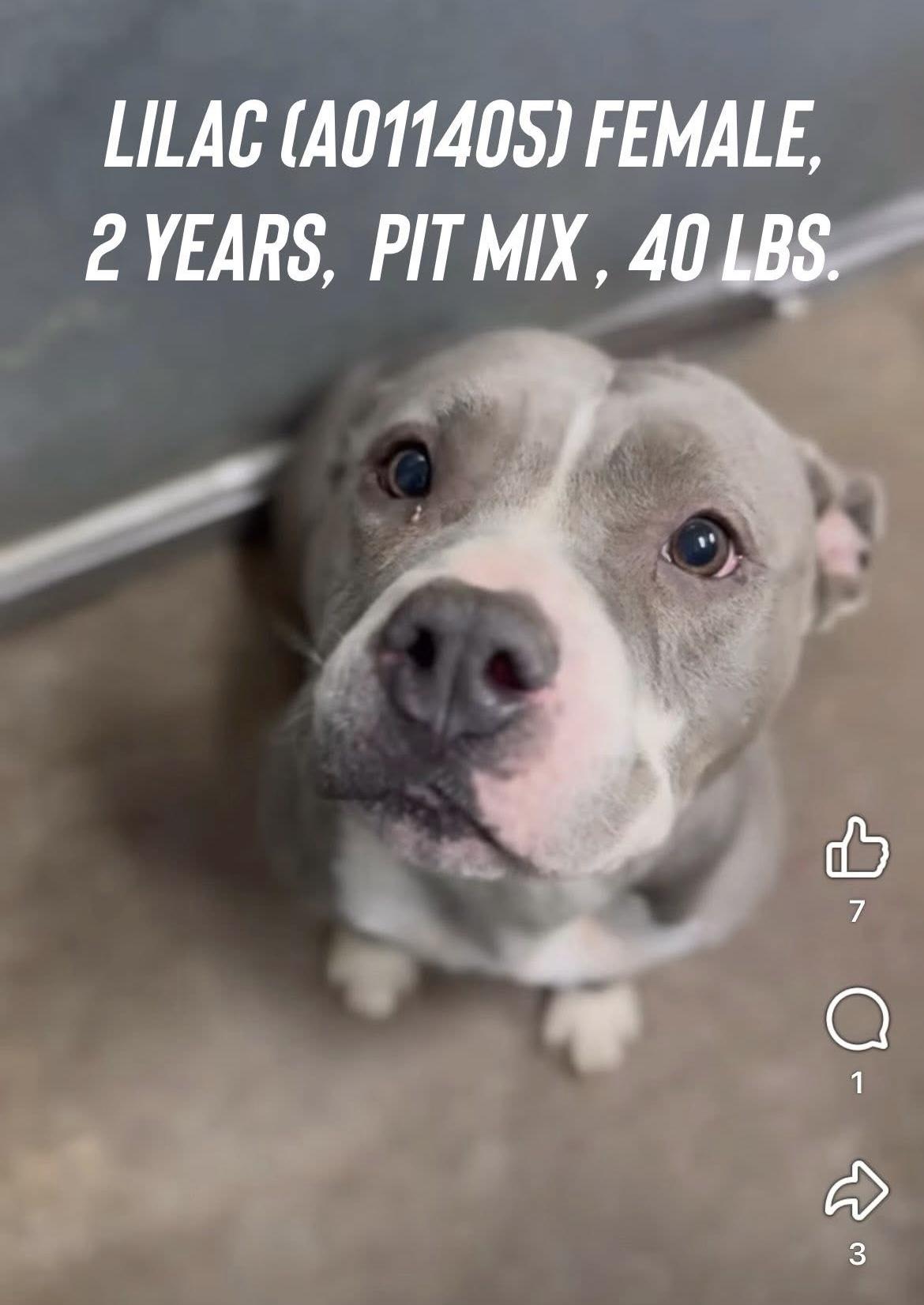 Lila, a ADOPTABLE American Staffordshire Terrier in El Paso, TX image 2/6