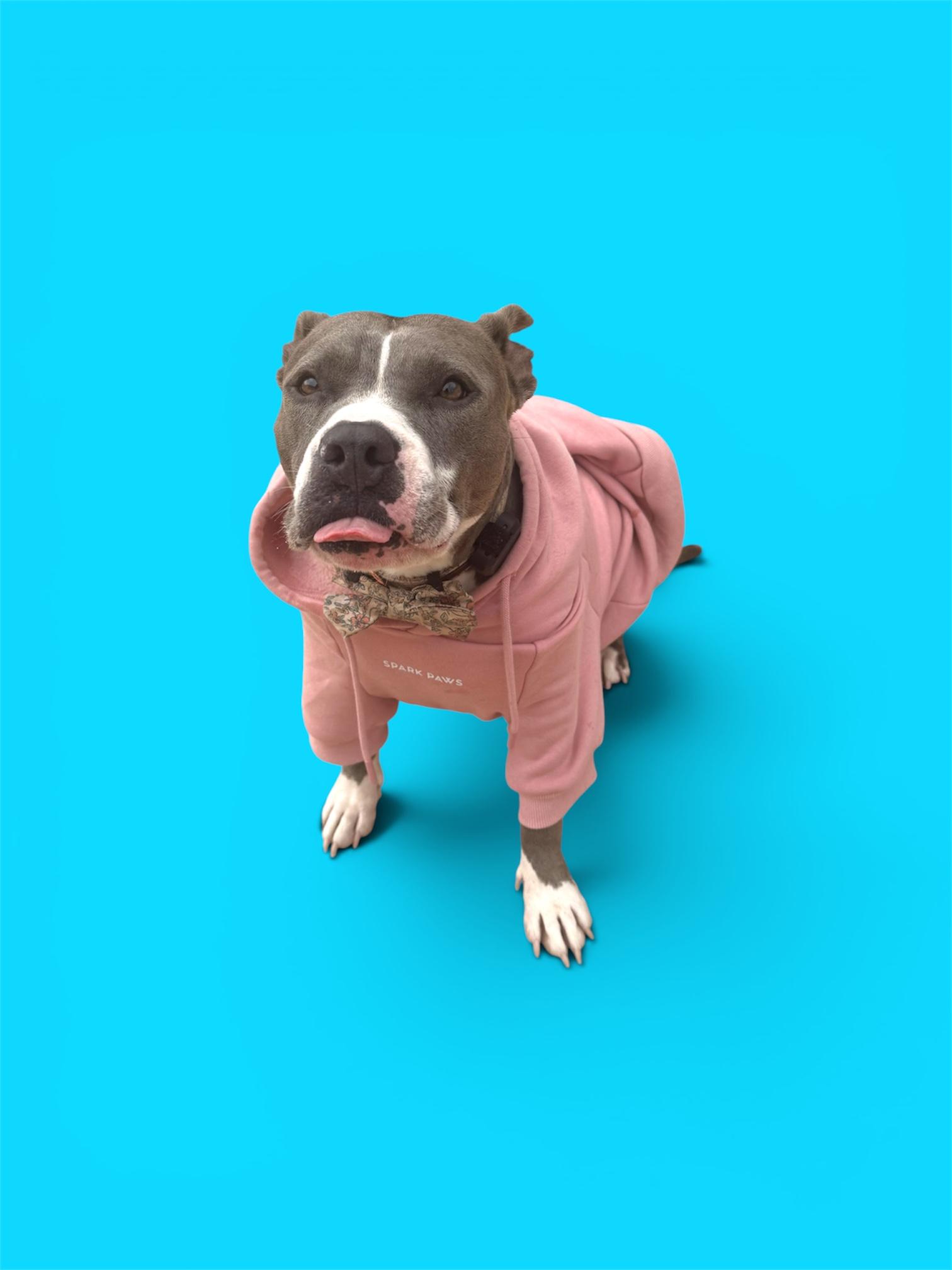 Enlarge Lila, a ADOPTABLE American Staffordshire Terrier in El Paso, TX image 3/6