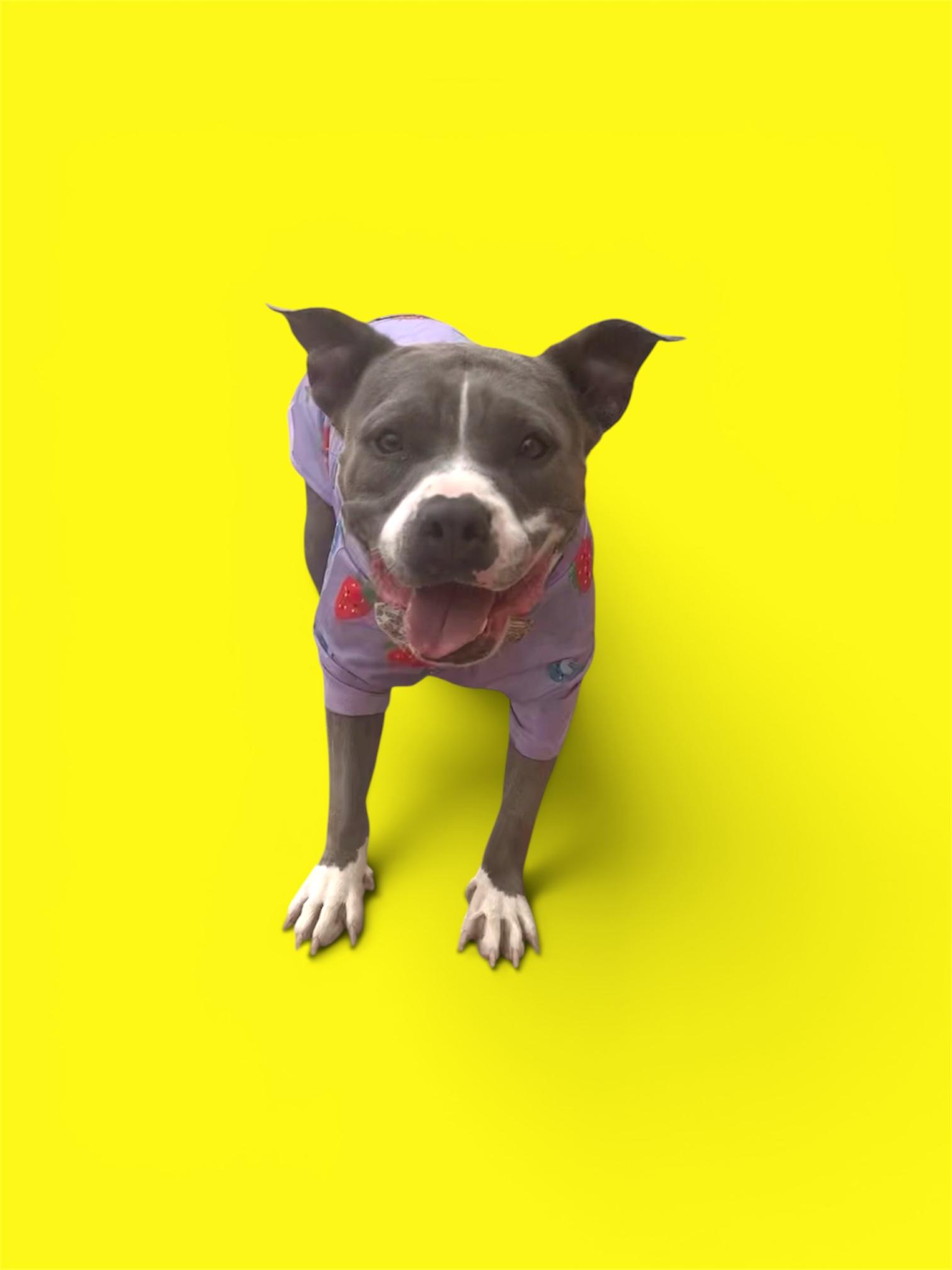 Enlarge Lila, a ADOPTABLE American Staffordshire Terrier in El Paso, TX image 5/6