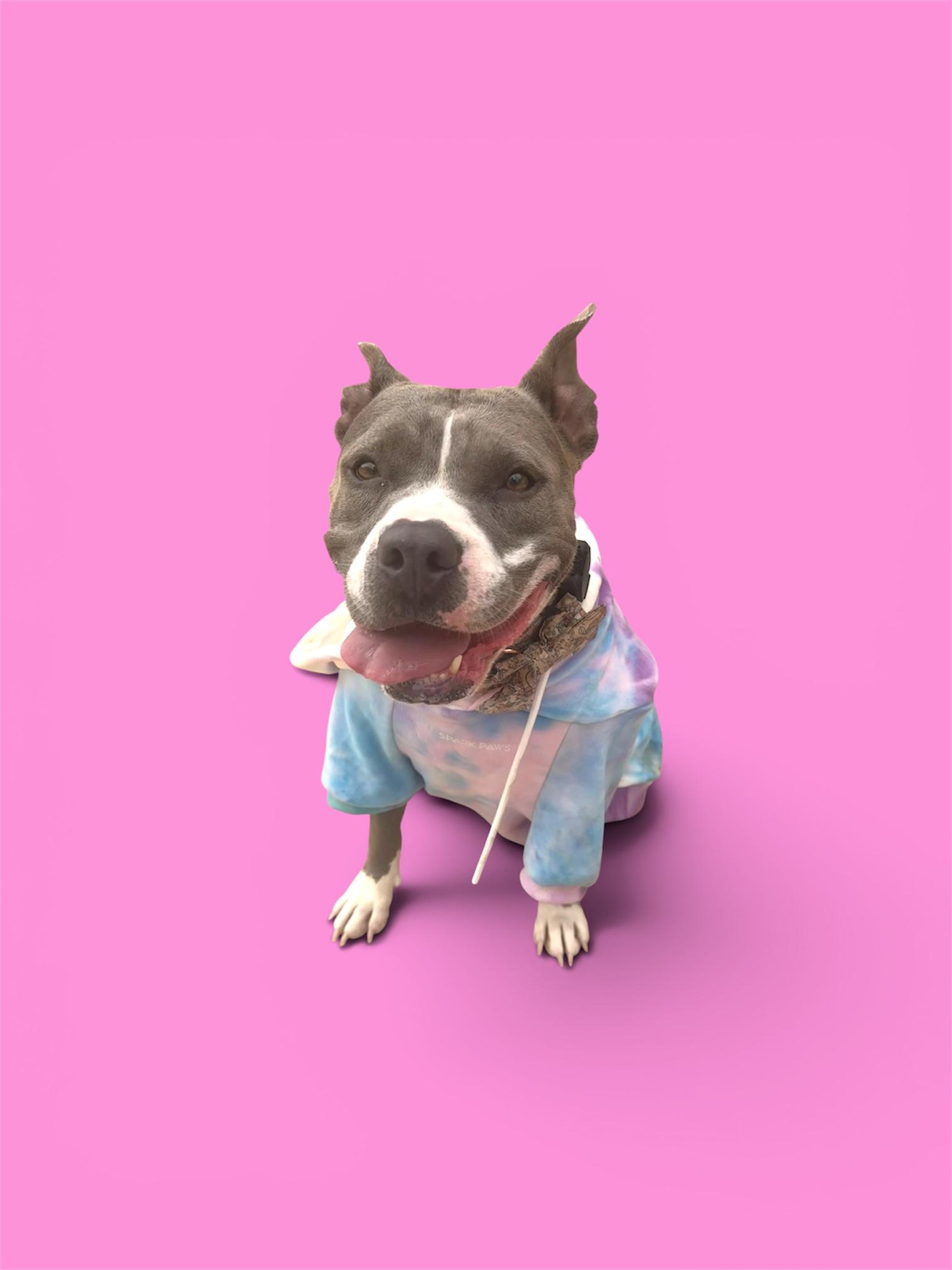 Enlarge Lila, a ADOPTABLE American Staffordshire Terrier in El Paso, TX image 4/6