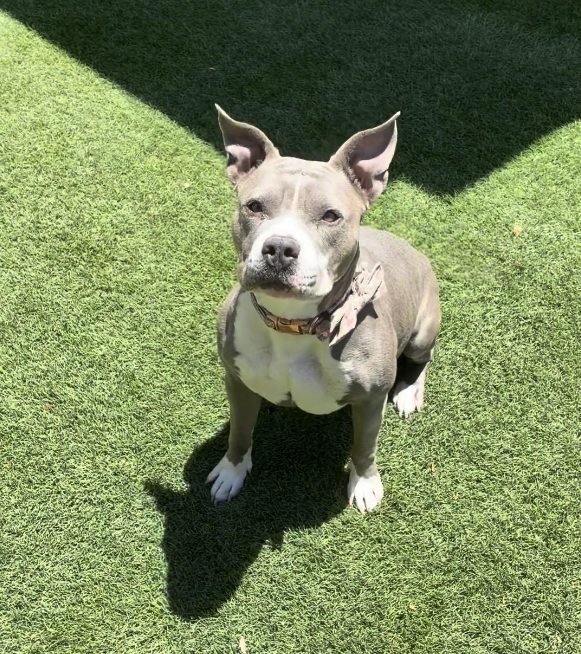 Lila, a ADOPTABLE American Staffordshire Terrier in El Paso, TX image 1/6