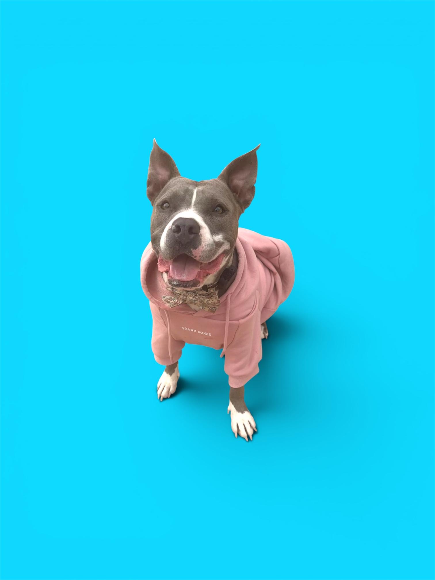 Lila, ADOPTABLE, Adult Female American Staffordshire Terrier.