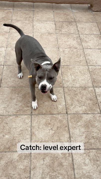 Enlarge Lila, a ADOPTABLE American Staffordshire Terrier in El Paso, TX video 6/6