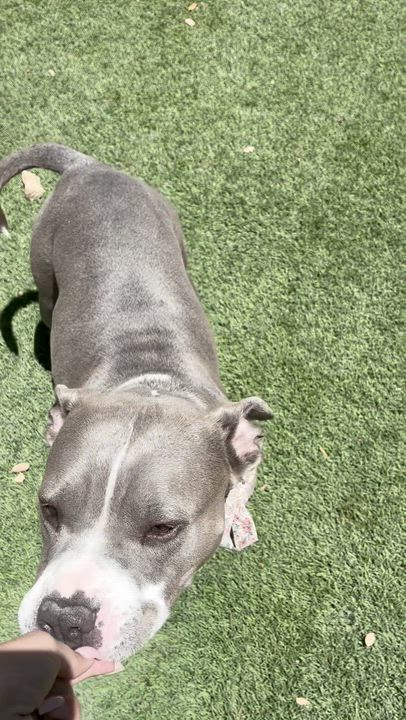 Enlarge Lila, a ADOPTABLE American Staffordshire Terrier in El Paso, TX video 5/6