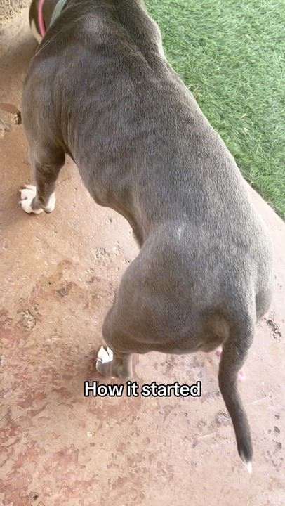Enlarge Lila, a ADOPTABLE American Staffordshire Terrier in El Paso, TX video 3/6
