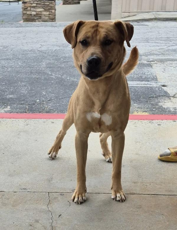 Enlarge In Foster Kenny Hw+, a Adoptable mixed breed in Lawrenceville, GA image 1/1
