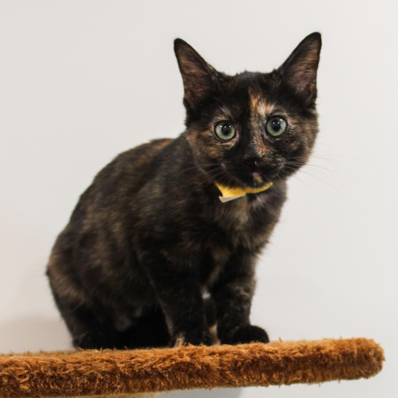 Enlarge Dolly, a Adoptable Tortoiseshell in Newport Beach, CA image 1/2