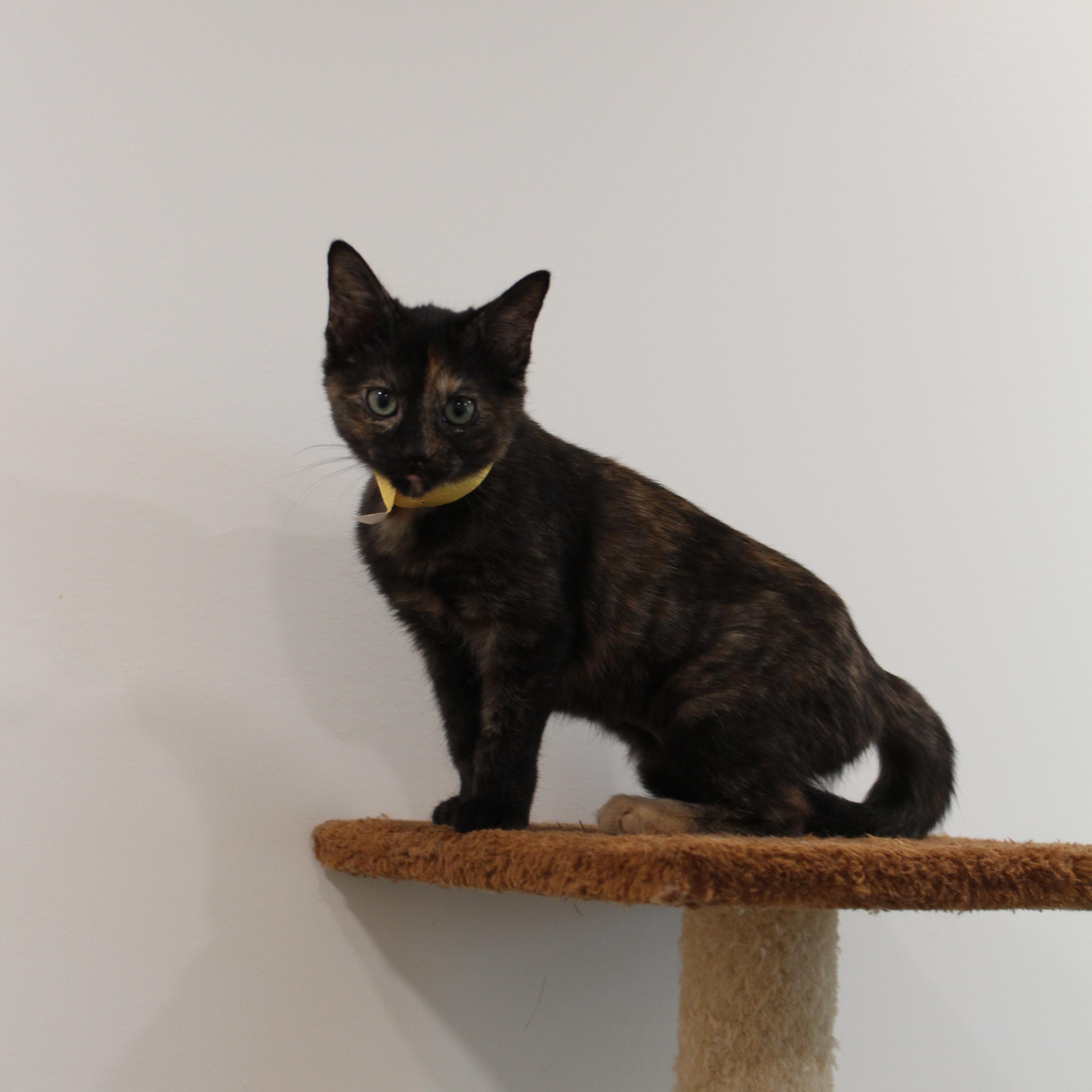 Enlarge Dolly, a Adoptable Tortoiseshell in Newport Beach, CA image 2/2