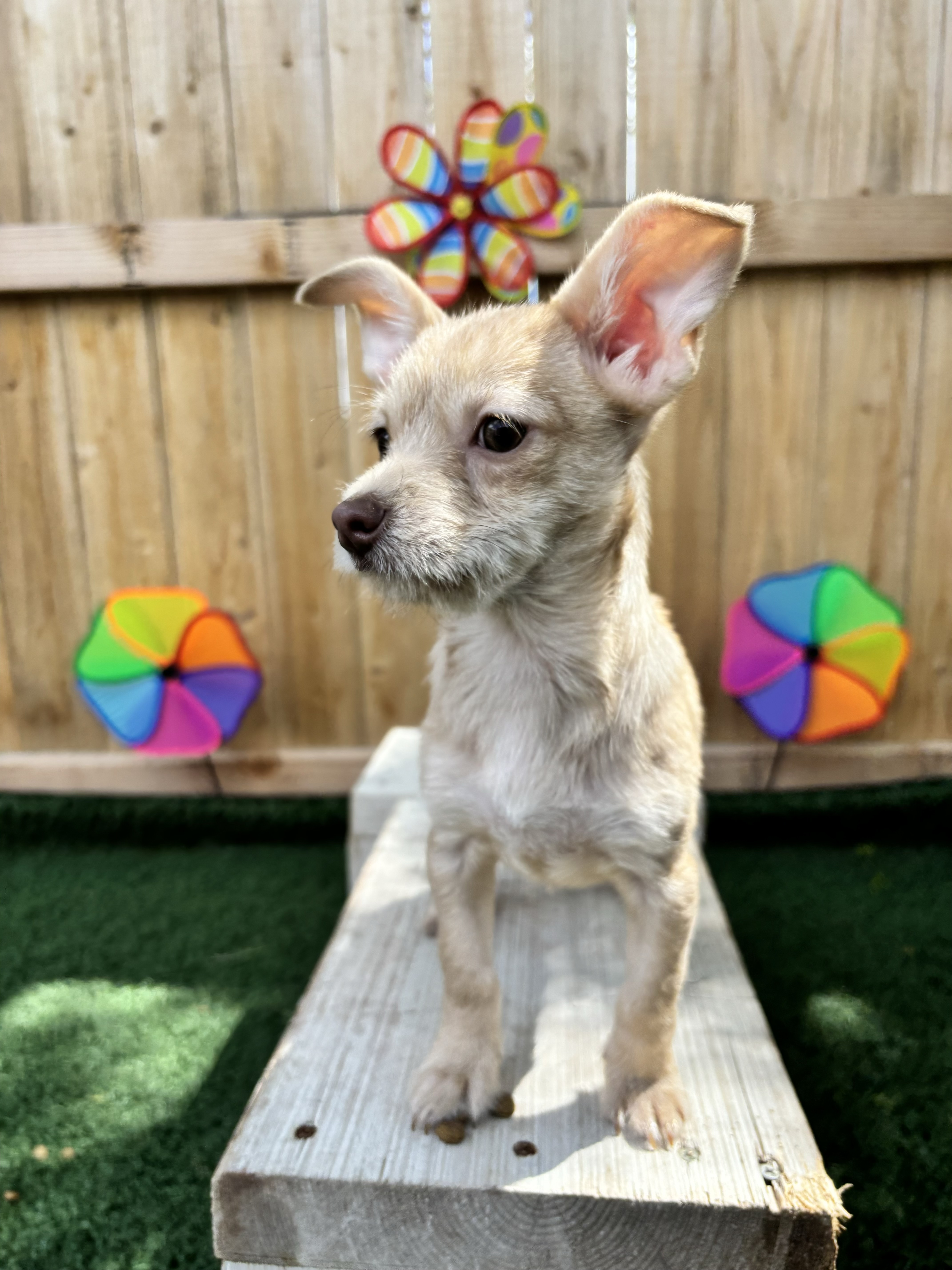 Candy, Adopted, Young Female Chihuahua.