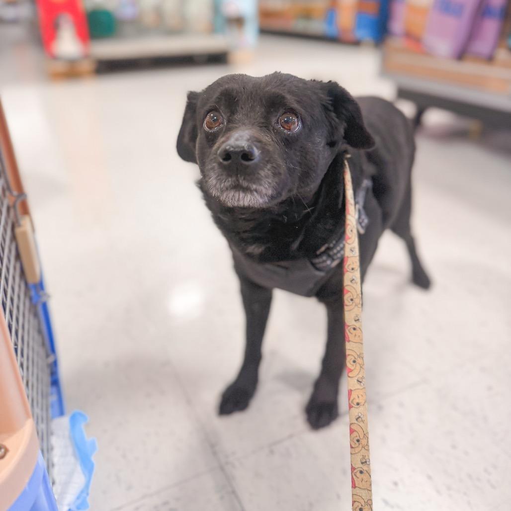 Duke, Adoptable, Adult Male Dachshund.