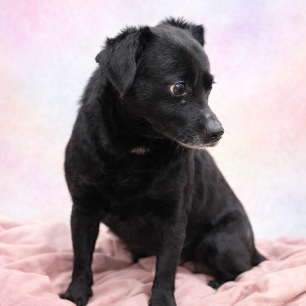 Enlarge Duke, a Adoptable Dachshund in Pasadena , MD image 2/6