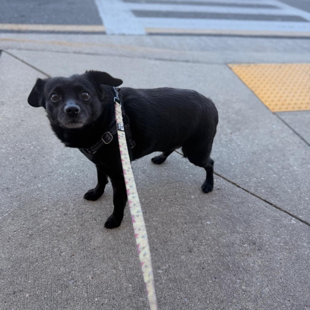 Enlarge Duke, a Adoptable Dachshund in Pasadena , MD image 3/6