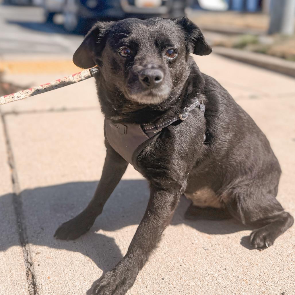 Enlarge Duke, a Adoptable Dachshund in Pasadena , MD image 4/6
