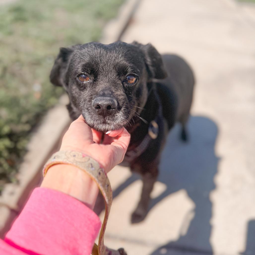 Enlarge Duke, a Adoptable Dachshund in Pasadena , MD image 6/6