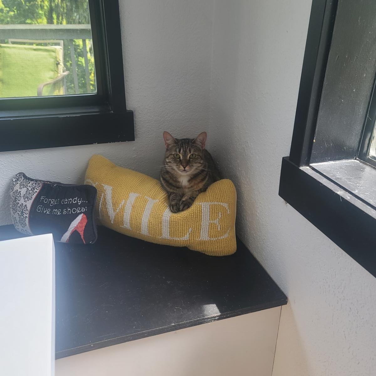 Brooklyn the transformer cat NWC