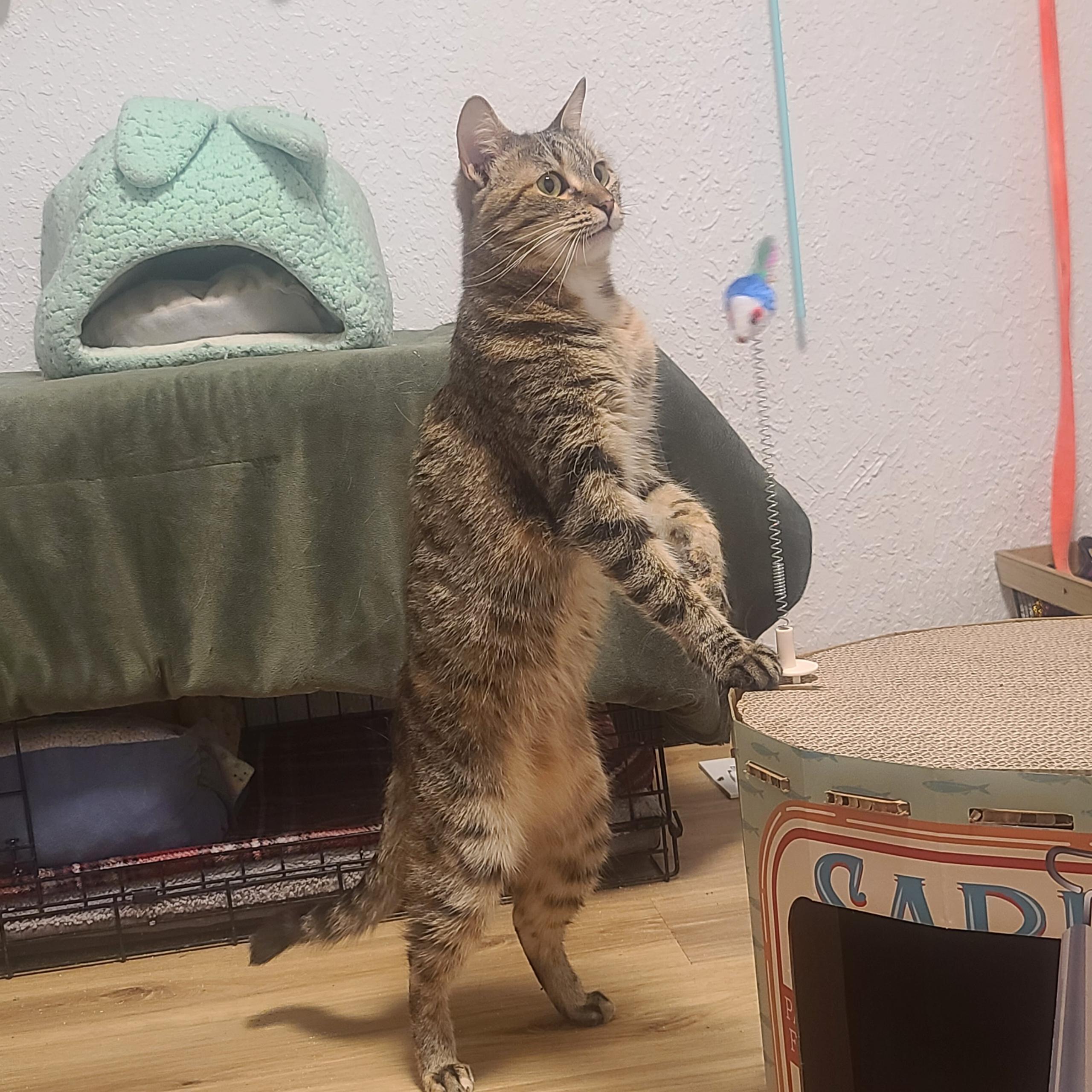 Brooklyn the transformer cat NWC