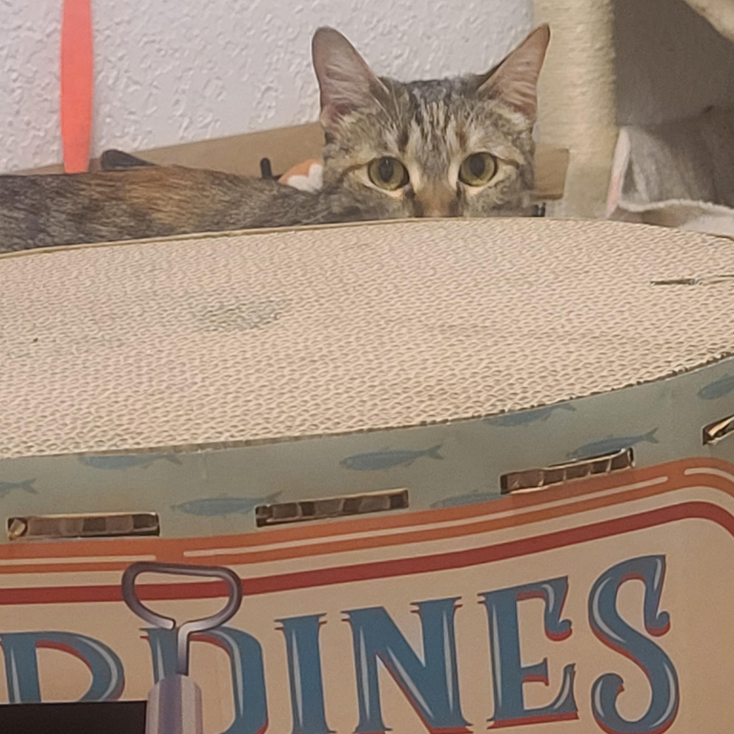 Brooklyn the transformer cat NWC