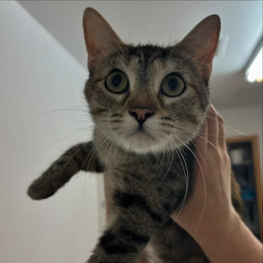 Maxine, Adoptable, Adult Female Torbie & Domestic Short Hair.