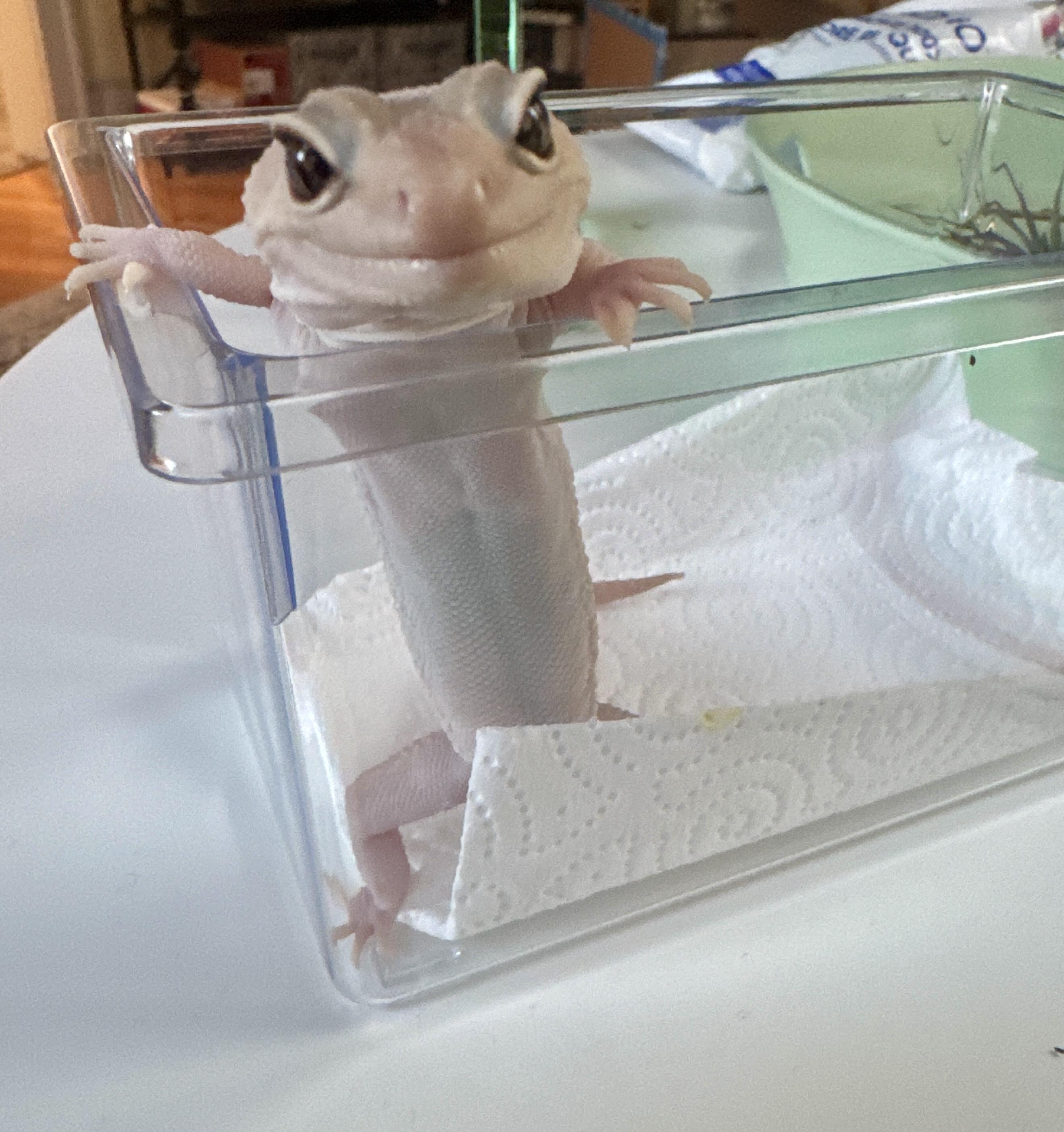 Ghost, an adoptable Lizard in JACKSON, NJ image 4/6